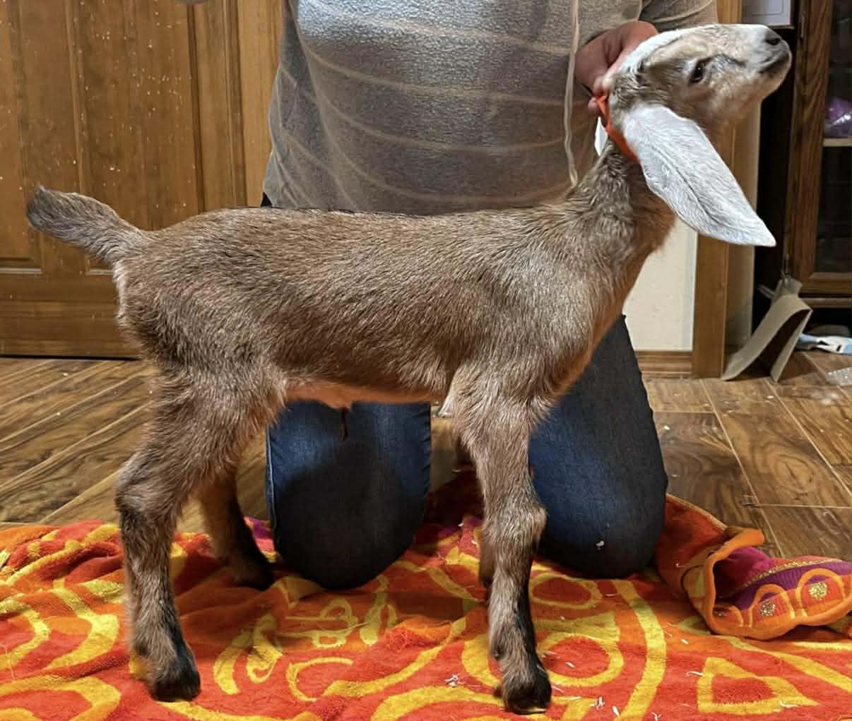 Athena at 2 weeks old