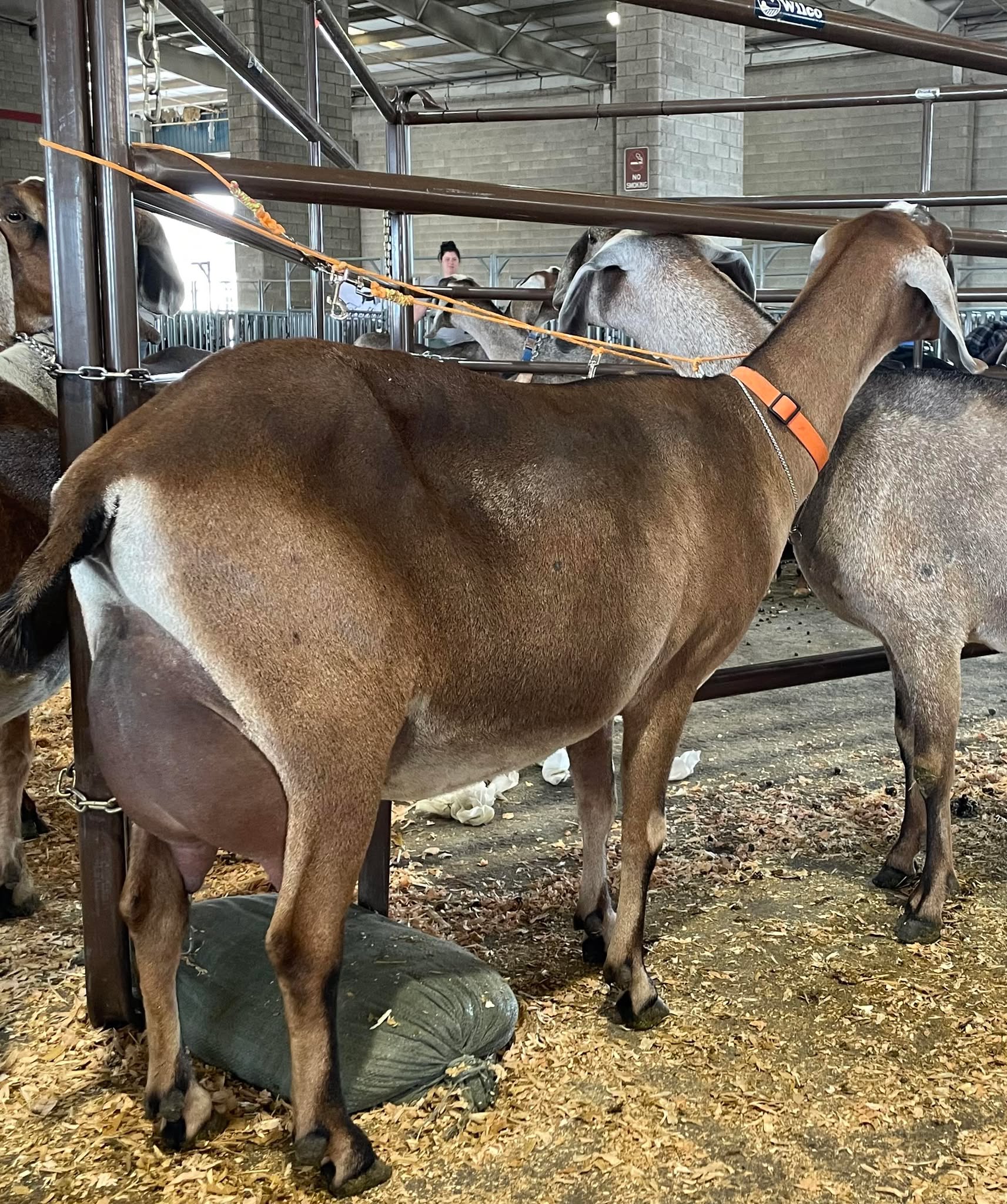 Elsa — 3 year old, 2nd freshener