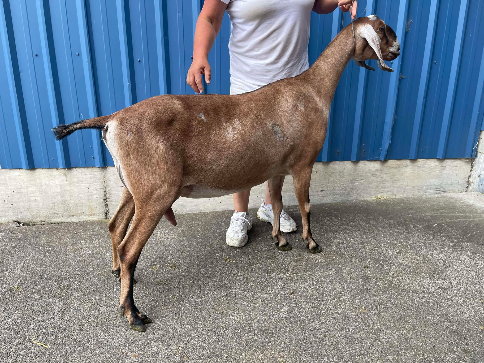 Elsa — 2 year old first freshener