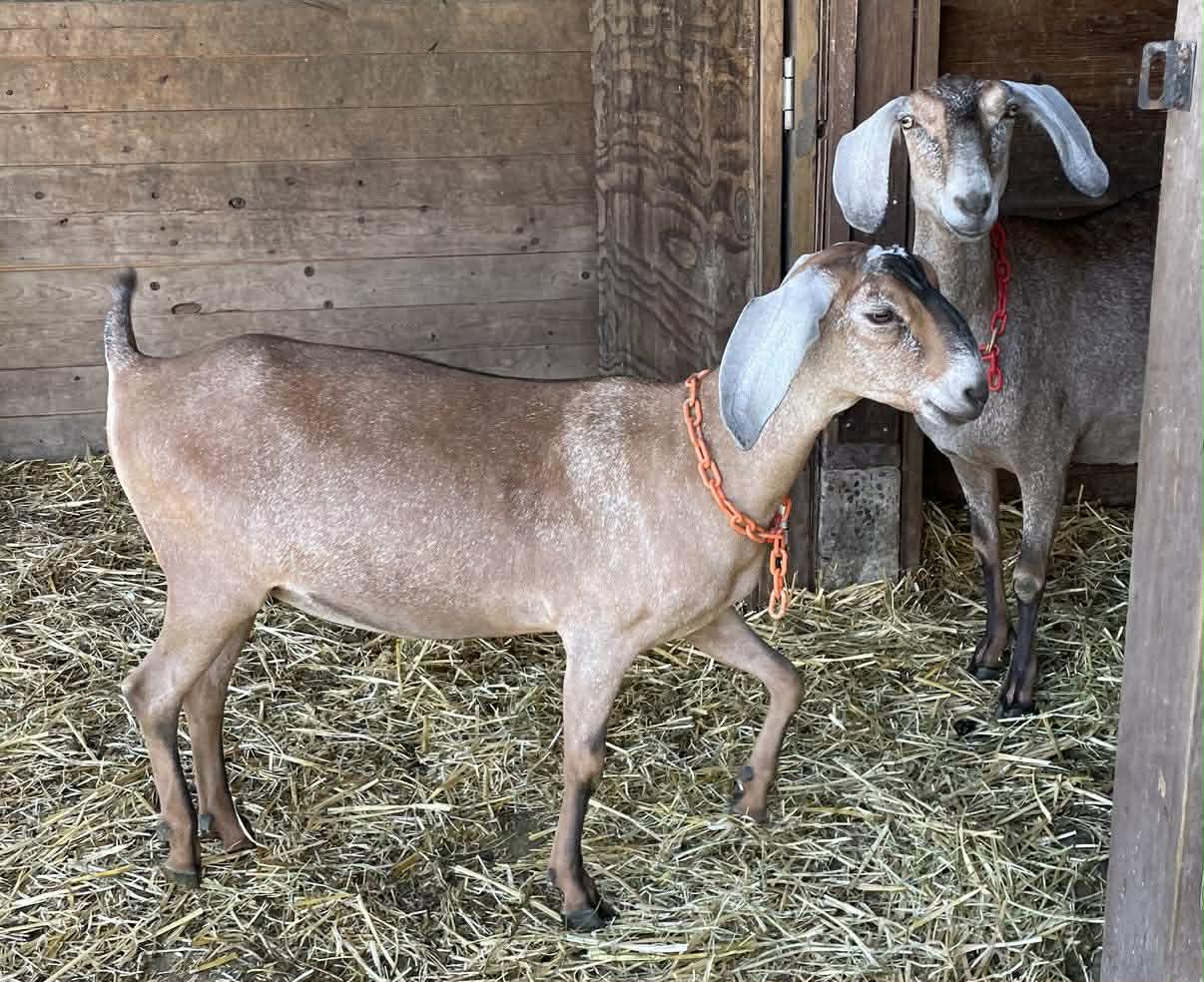 Ember — 14 months old. Hanging out and being frenemies with her dam.