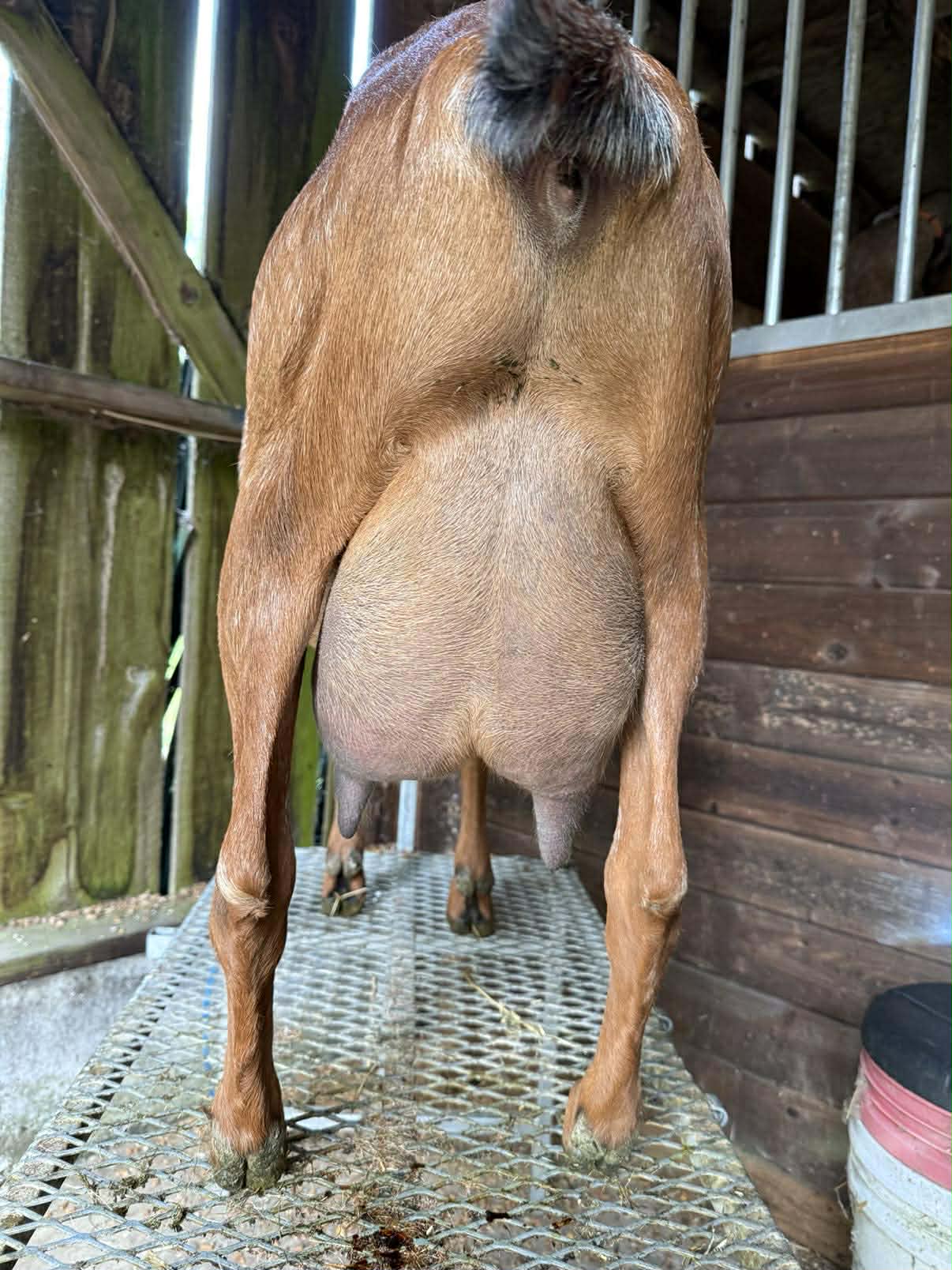 Ember — Ember as a 2 year old first freshener.