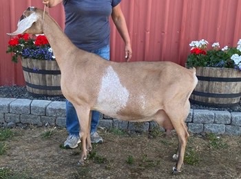 SG Blossom-Thyme KT Fabinia 4-05 88VEEV (Photo courtesy of Blossom-Thyme)