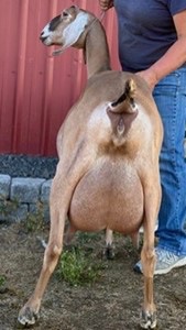 SG Blossom-Thyme KT Fabinia 4-05 88VEEV (Photo courtesy of Blossom-Thyme)