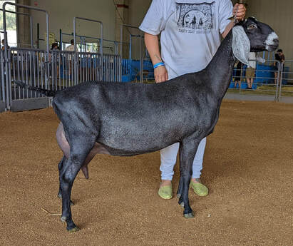 SGCH Wingwood Farm Lucky Altima — Dam of Allstar, paternal granddam of Lord Donegal