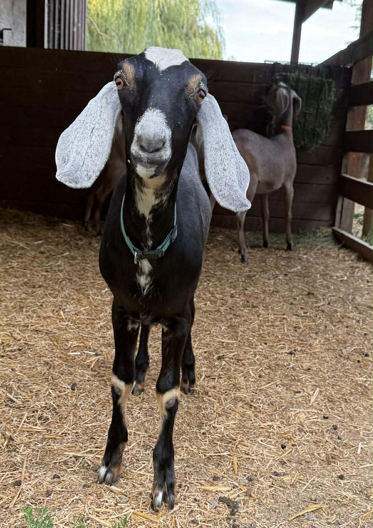 Moonie fitting in well with her new herdmates