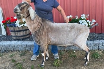 *B My-Enchanted-Acres LM Ovation (Photo courtesy of Blossom-Thyme)