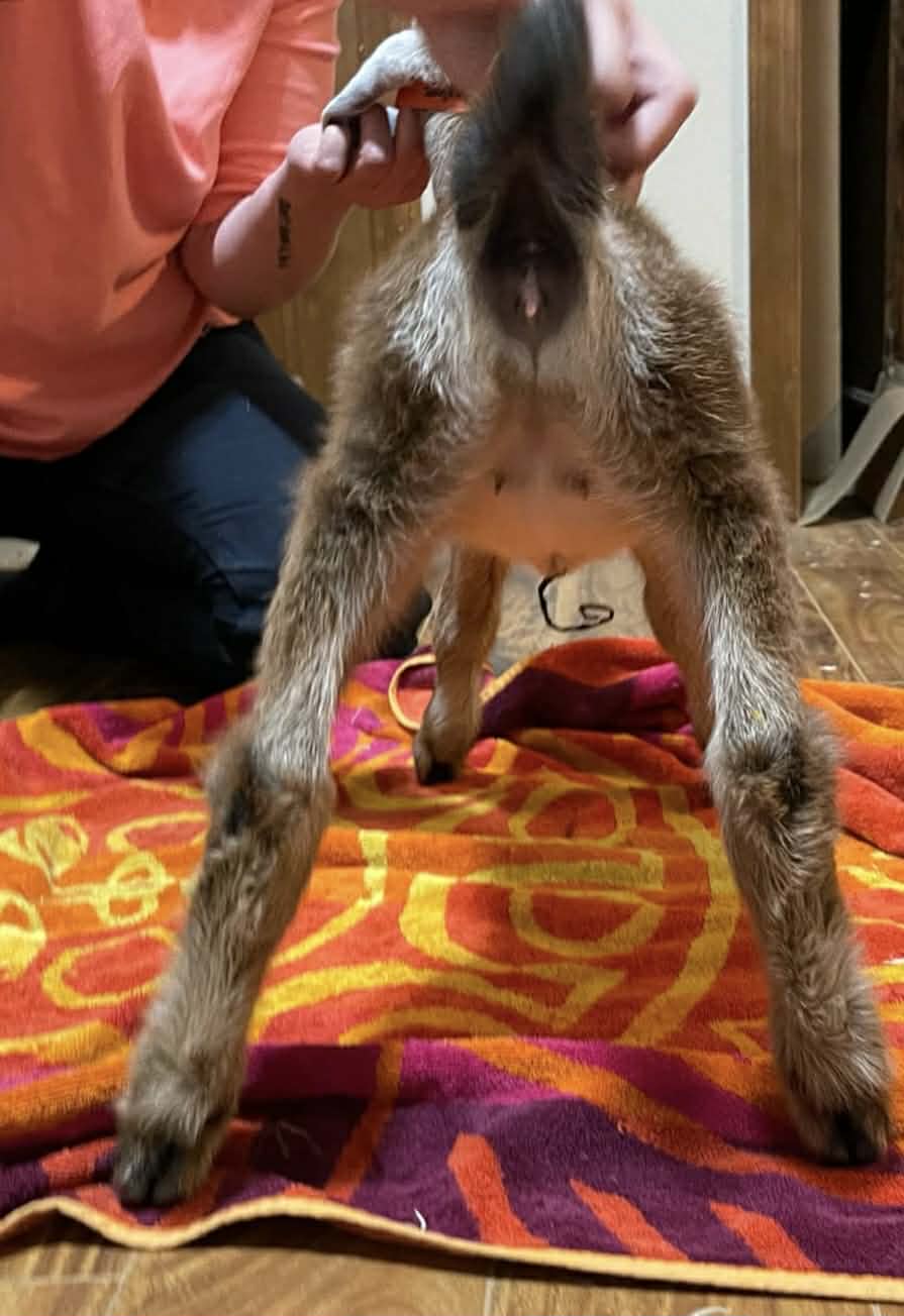 Penelope at 2 weeks old