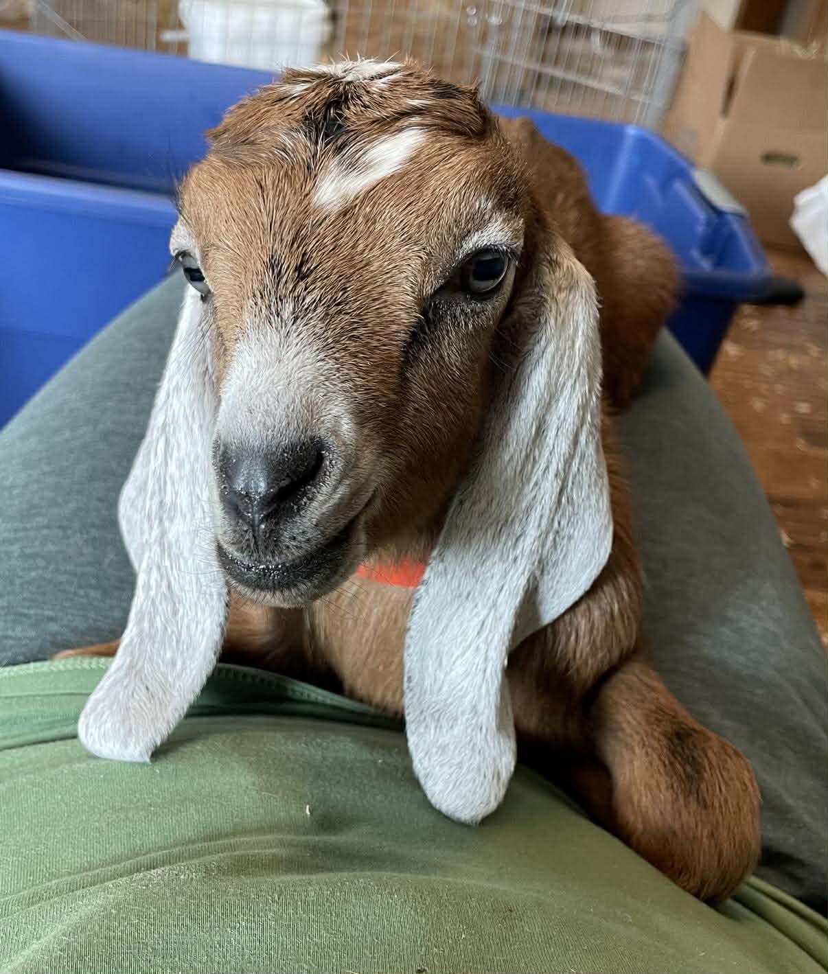 Baby Petunia, the perfect lap goat!