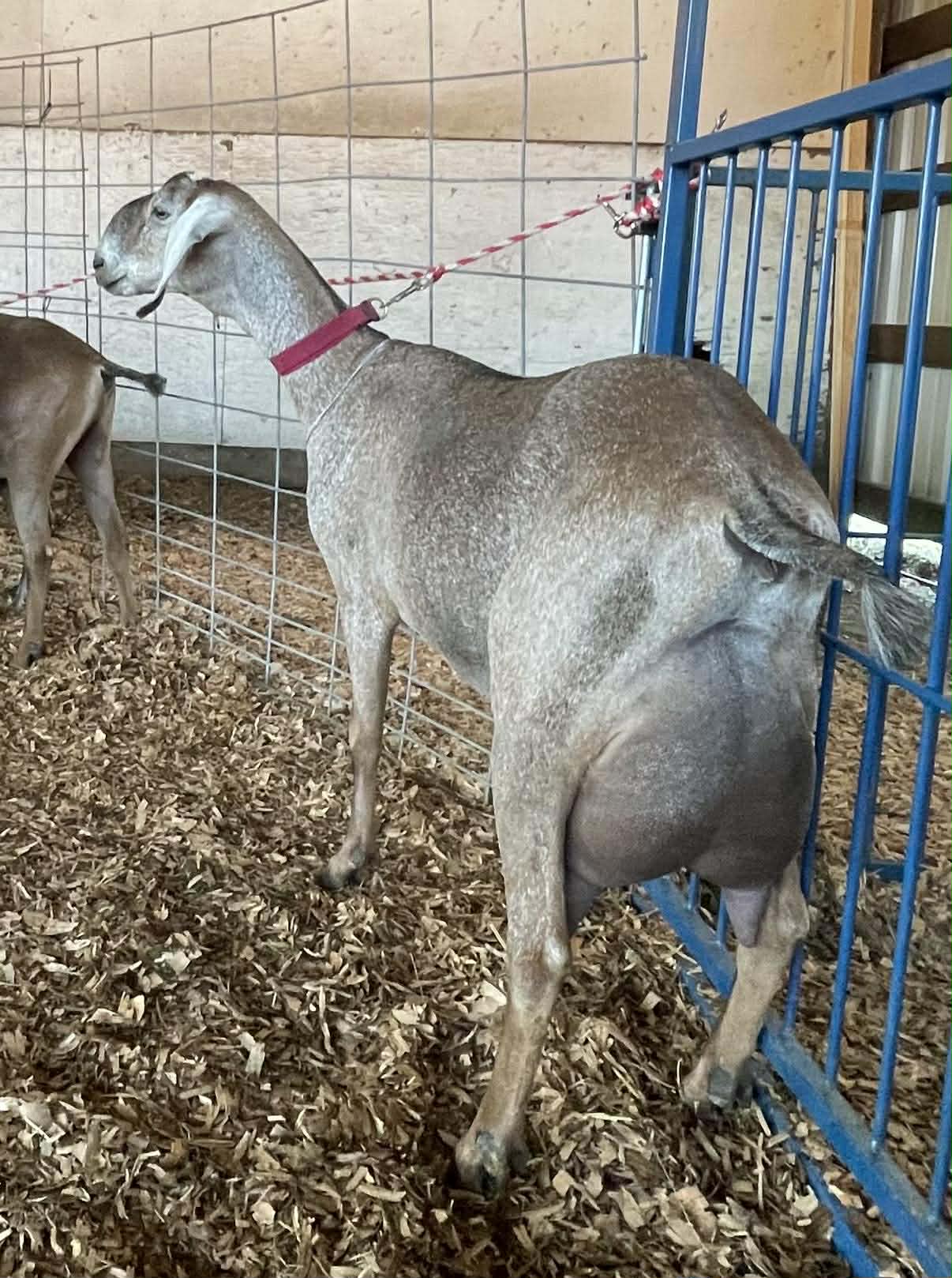 Phoenix — 3 year old, 2nd freshener.