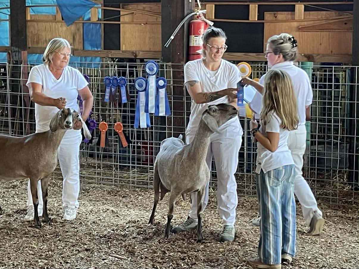 Phoenix — First place 3 year old at the 2024 Cowlitz County Fair