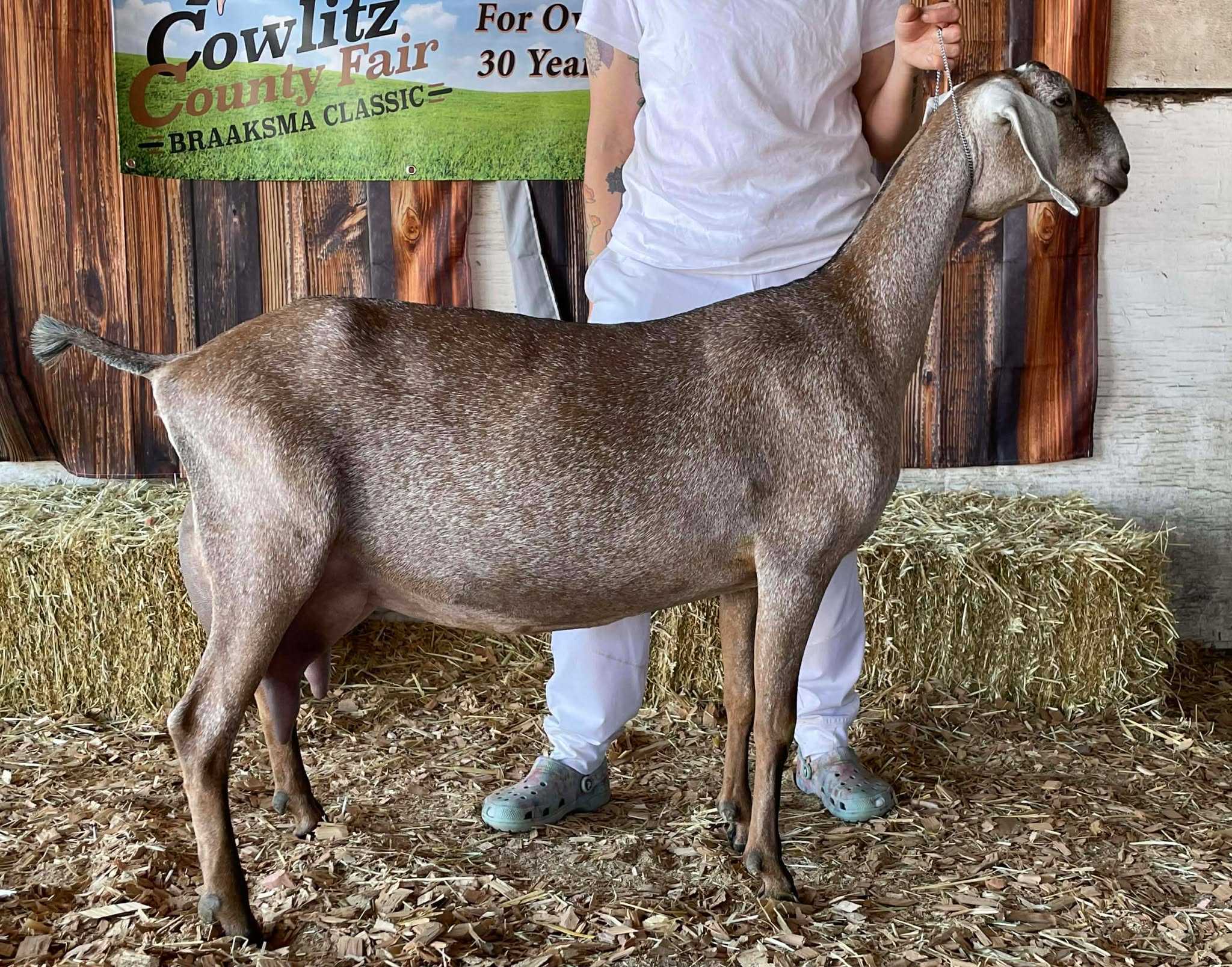 Phoenix — 3 year old, 2nd freshener