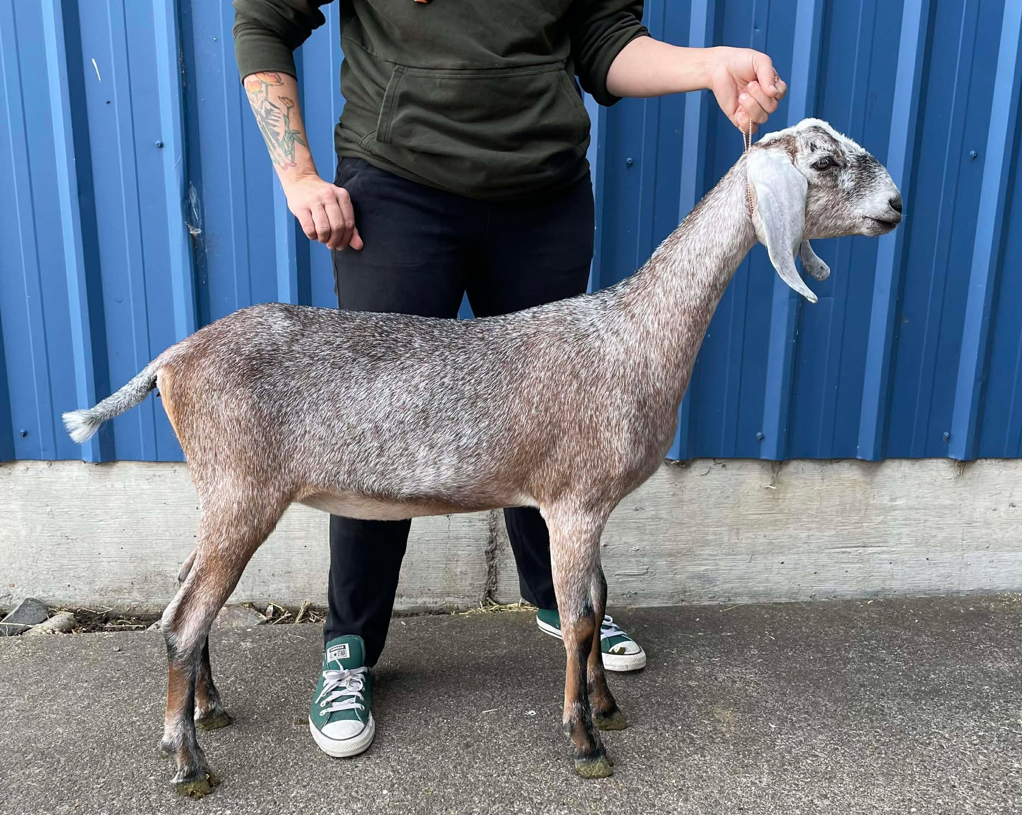 Poppy at 6 months old