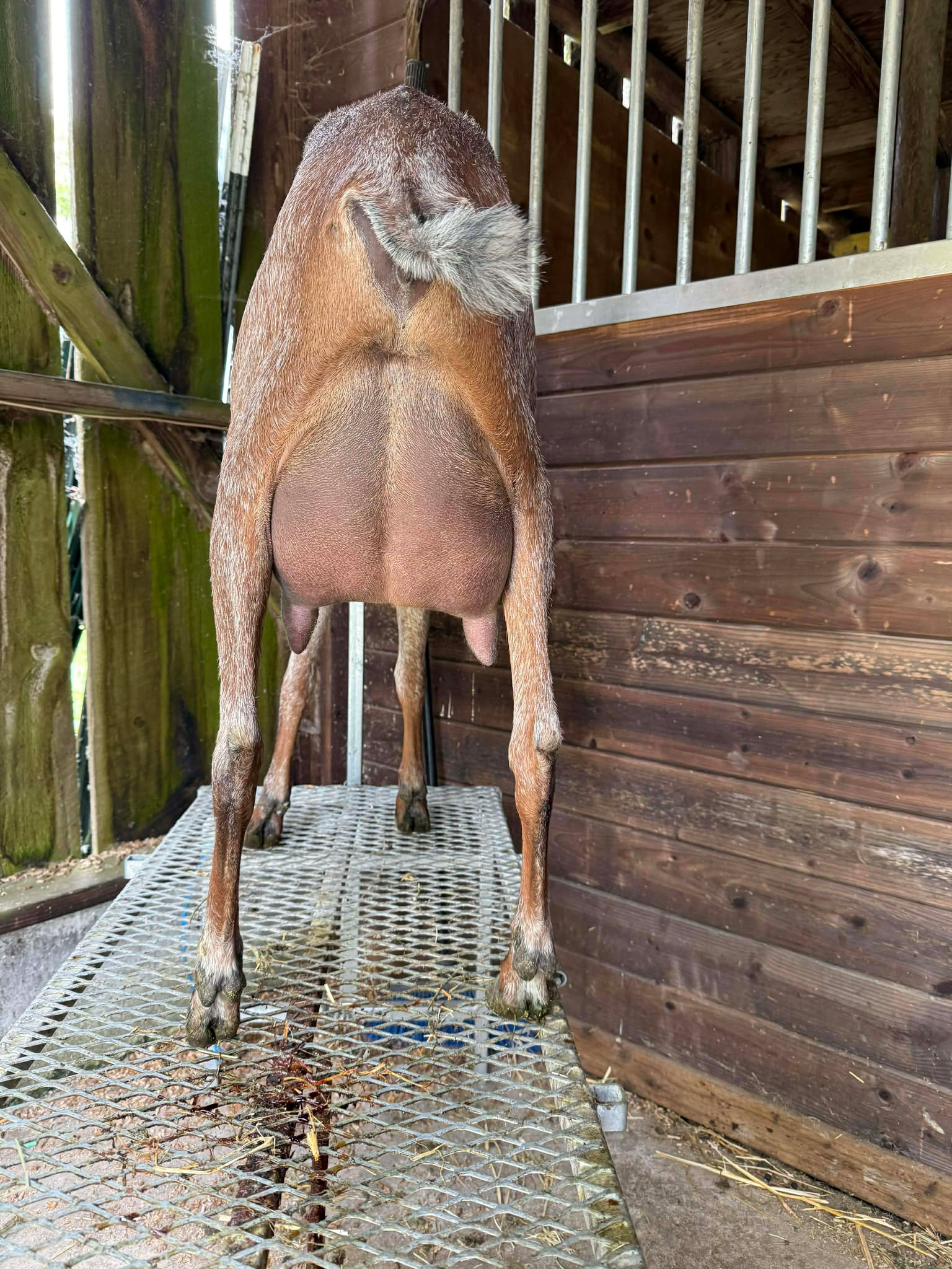 Poppy as a milking yearling