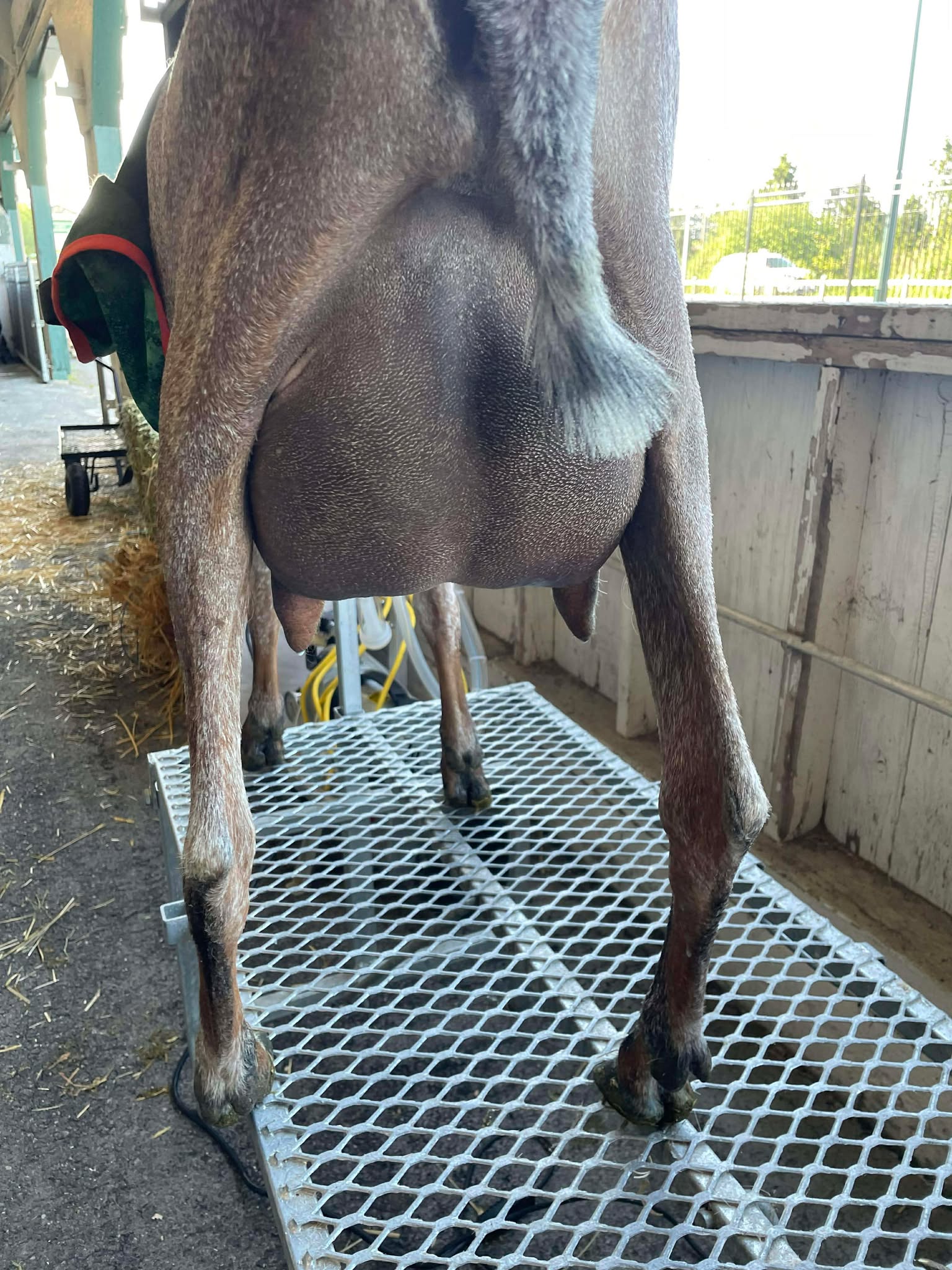 Poppy as a milking yearling
