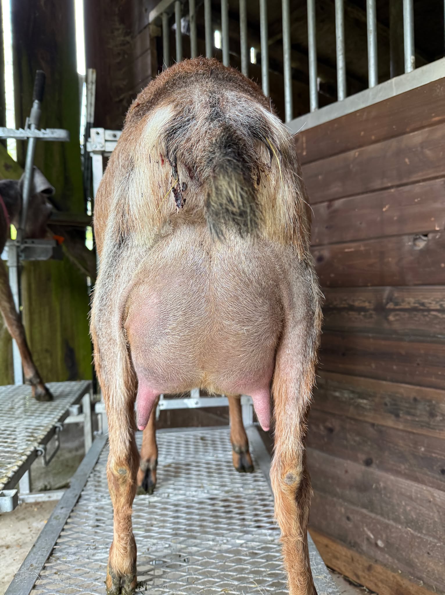 Selkie — 2 year old first freshener, 2 weeks fresh