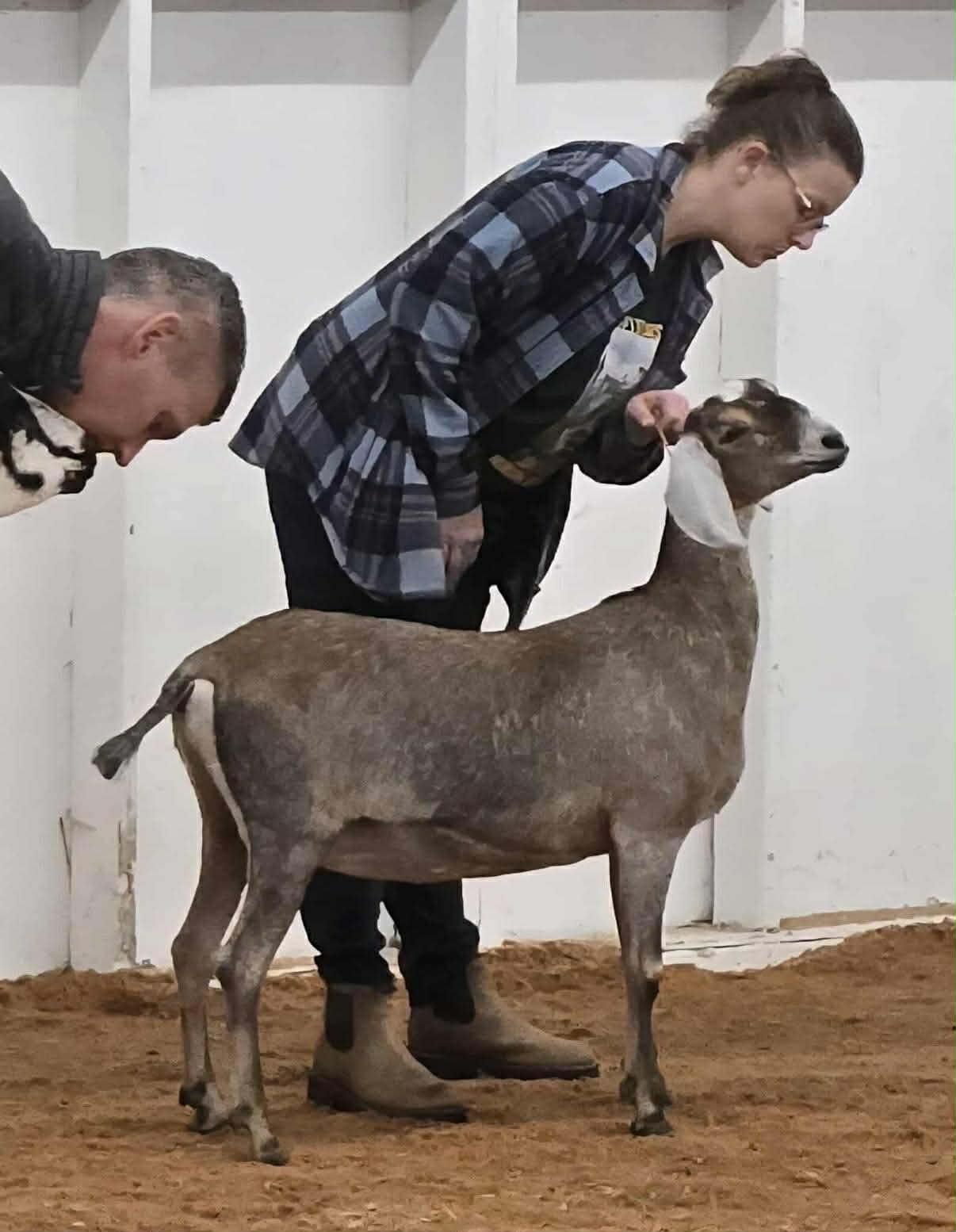 Junior Grand Champion for Selkie! In the ring for Best in Show at the 2025 Kitsap Fuzzy Show