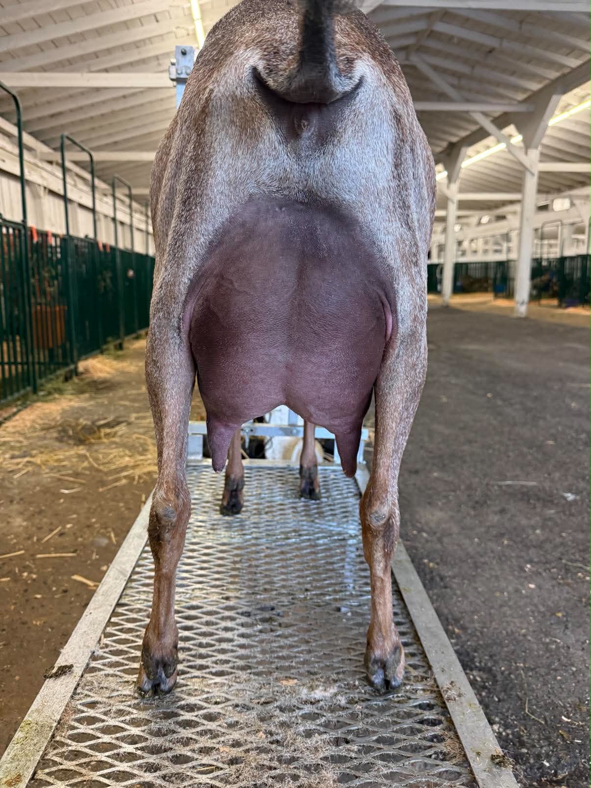 Selkie — professional show photo by Bob Bartholomew Livestock Photography