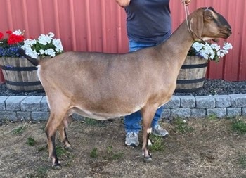 Lassenwood MC Valentina 2*M (Photo courtesy of Blossom-Thyme)