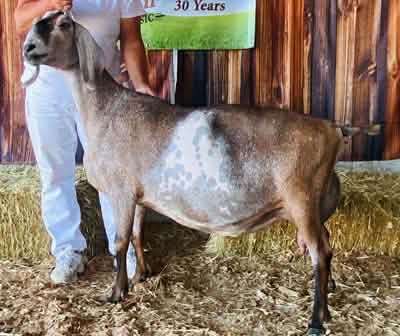 GCH Blossom-Thyme CM Zhow Ztopper 2*M 91VEEE