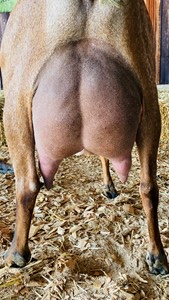 GCH Blossom-Thyme CM Zhow Ztopper 2*M 91VEEE