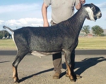 GCH *B Wingwood Farm Lovin Astaire Elite