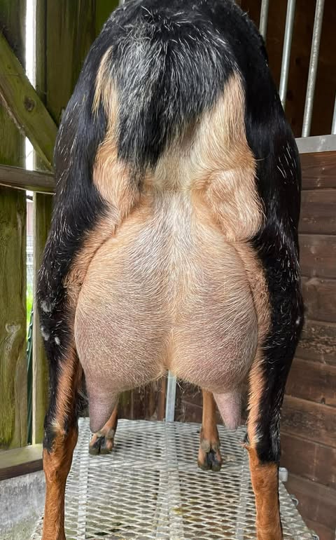 Blossom-Thyme BTL Alexa