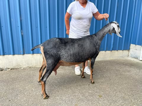 Blossom-Thyme BTL Alexa