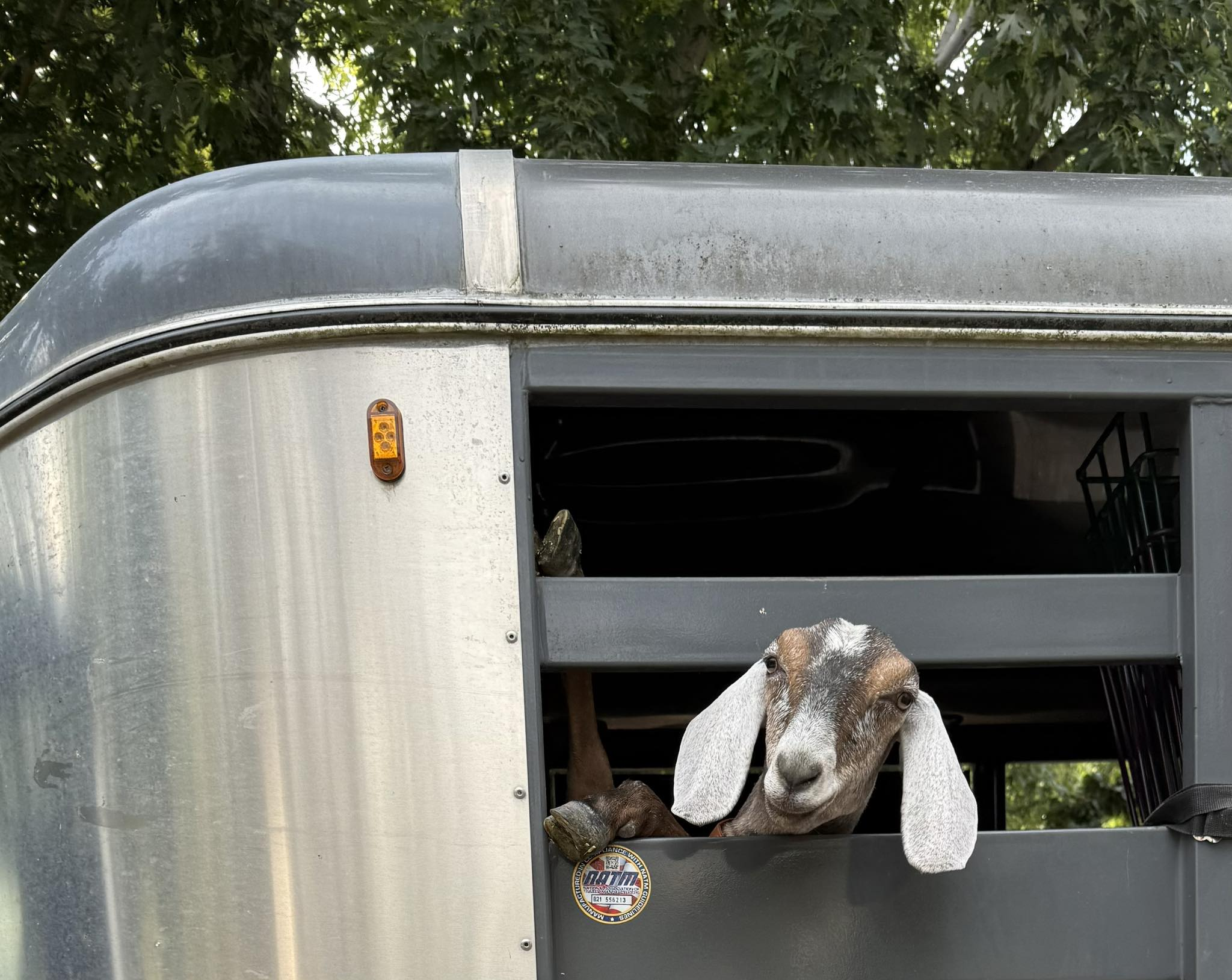Goat peeking out of the trailer — ready for adventure!