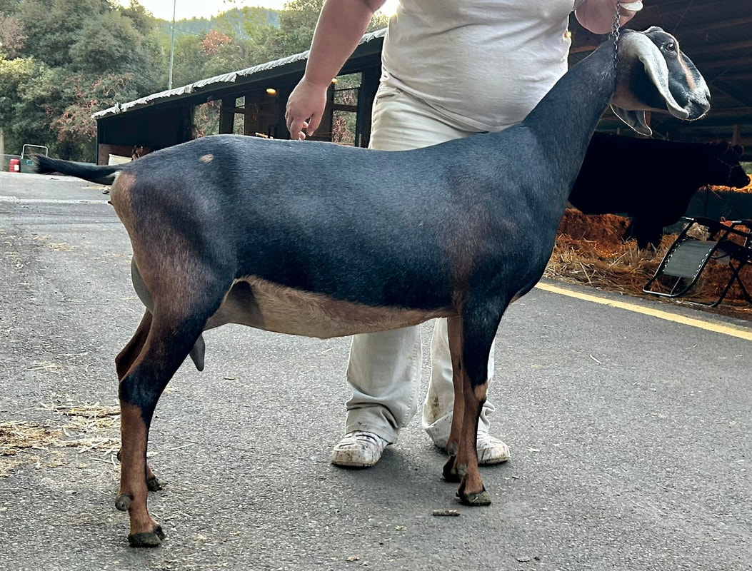 Wingwood Farm STR Lord Donegal