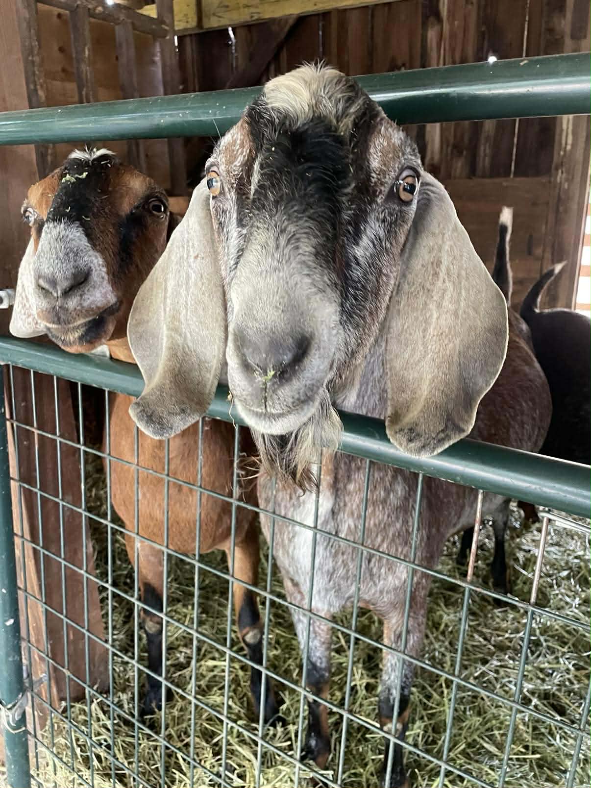 Blossom-Thyme LA Zeus